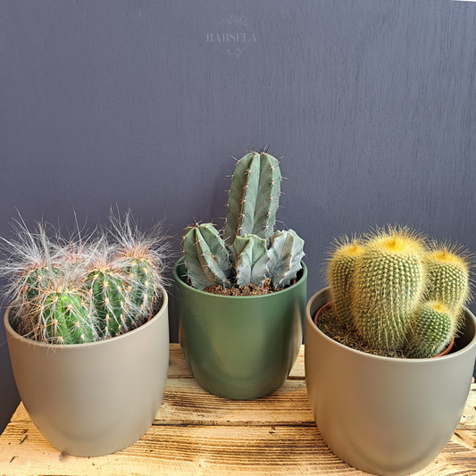 Variety of cactus plants in pots from best florist in Croydon