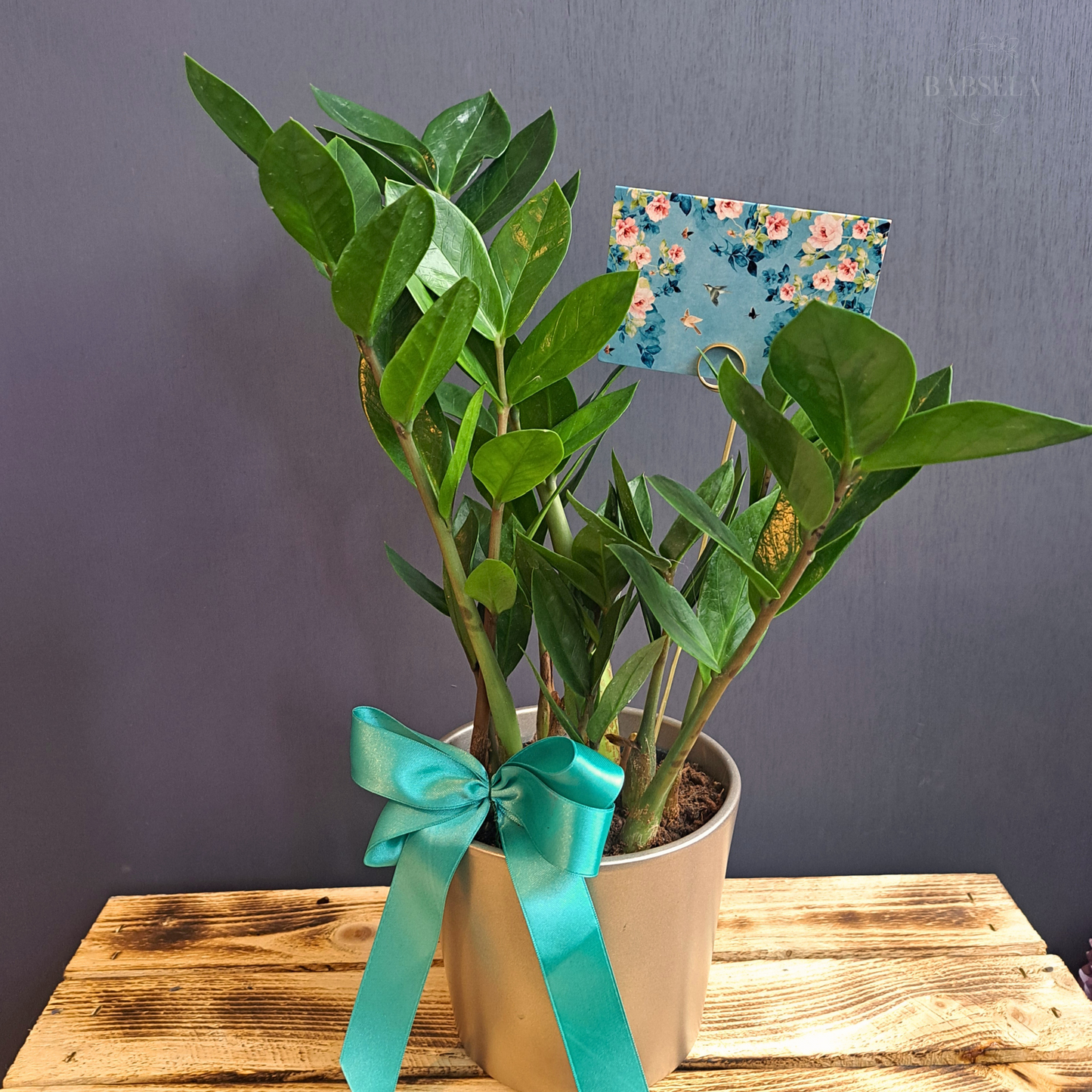 A potted plant with lush green leaves, decorated with a turquoise ribbon and a small floral card, placed on a wooden surface against a dark grey background