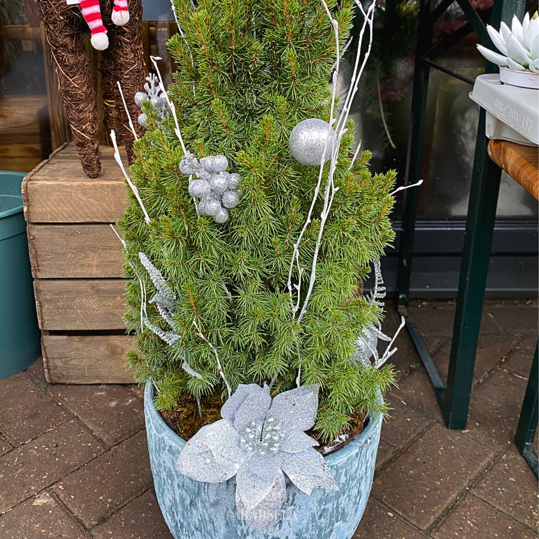 Silver Frost Christmas Fir